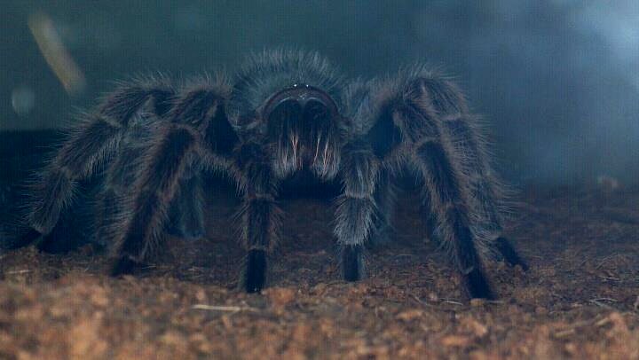 Grammostola rosea