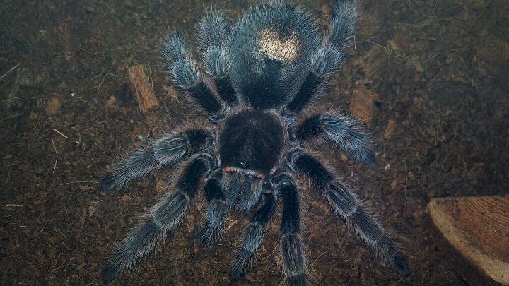 Grammostola rosea