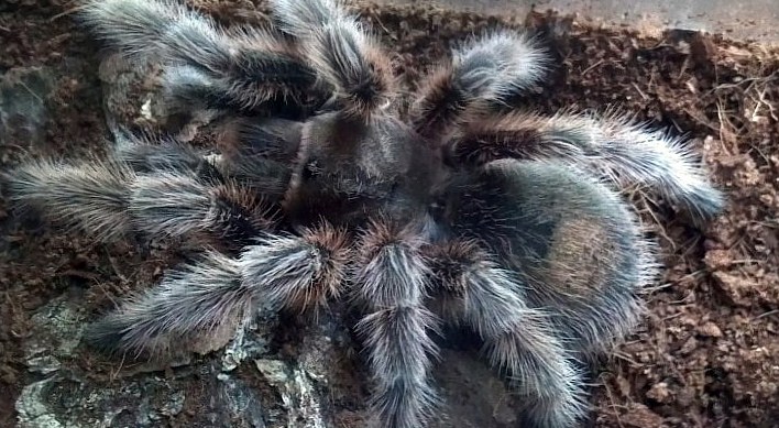 Grammostola rosea