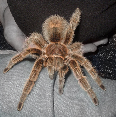 Grammostola rosea