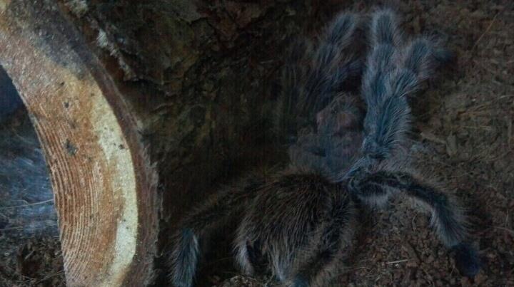 Grammostola rosea