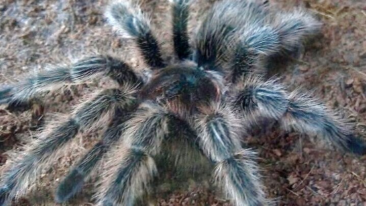 Grammostola rosea