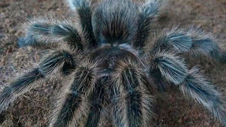 Grammostola rosea