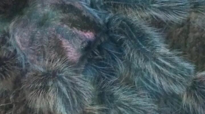 Grammostola rosea