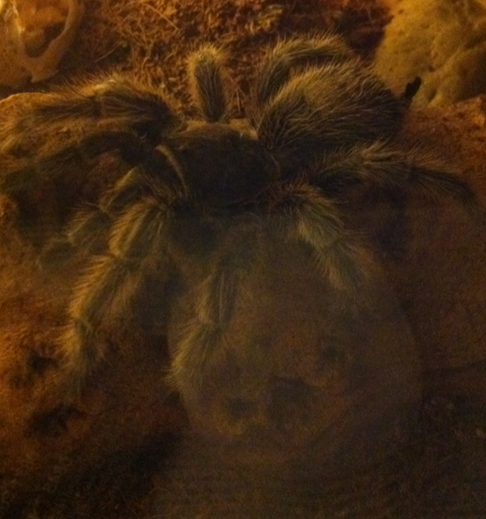 Grammostola Rosea