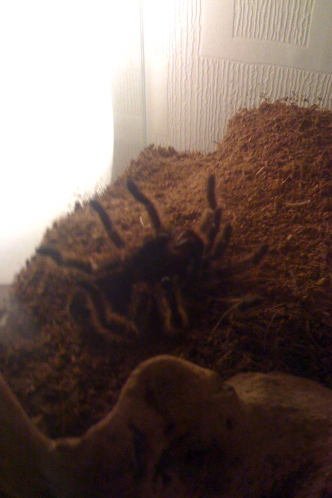 Grammostola Rosea