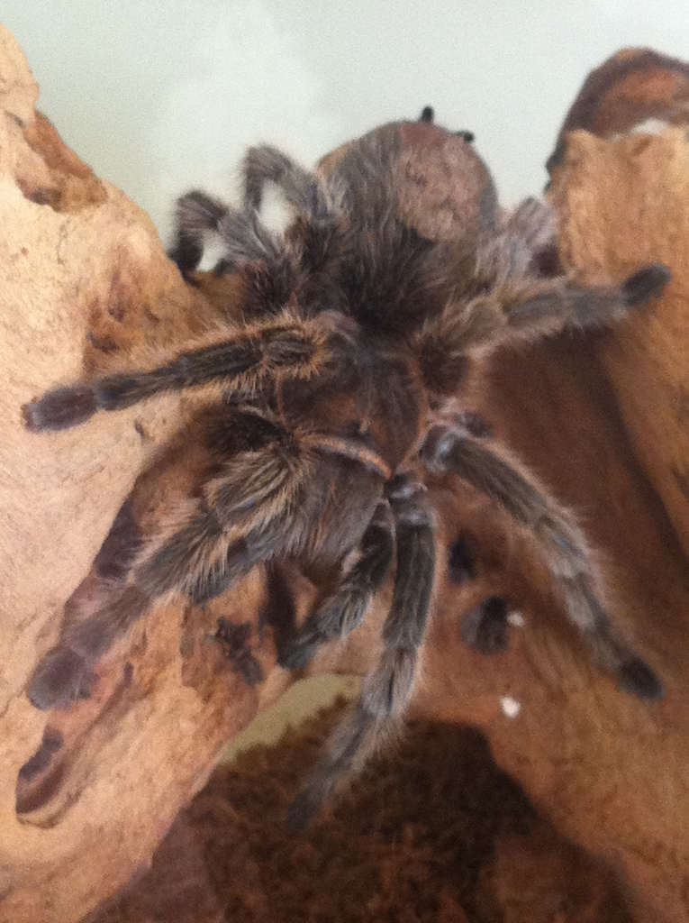 Grammostola Rosea