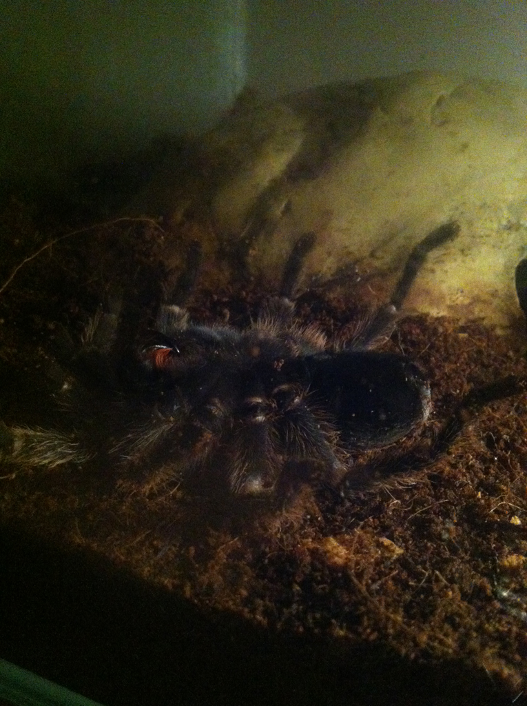 Grammostola Rosea