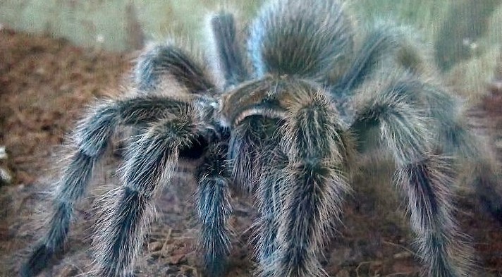 Grammostola rosea