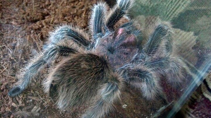 Grammostola rosea