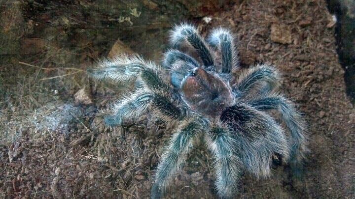 Grammostola rosea