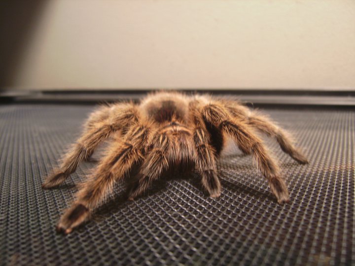 Grammostola rosea