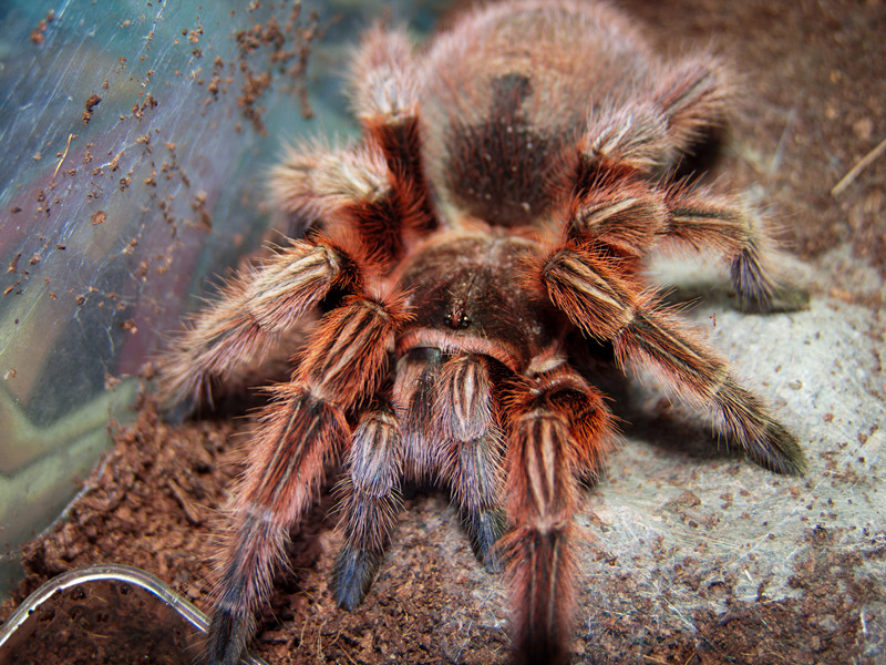 Grammostola rosea