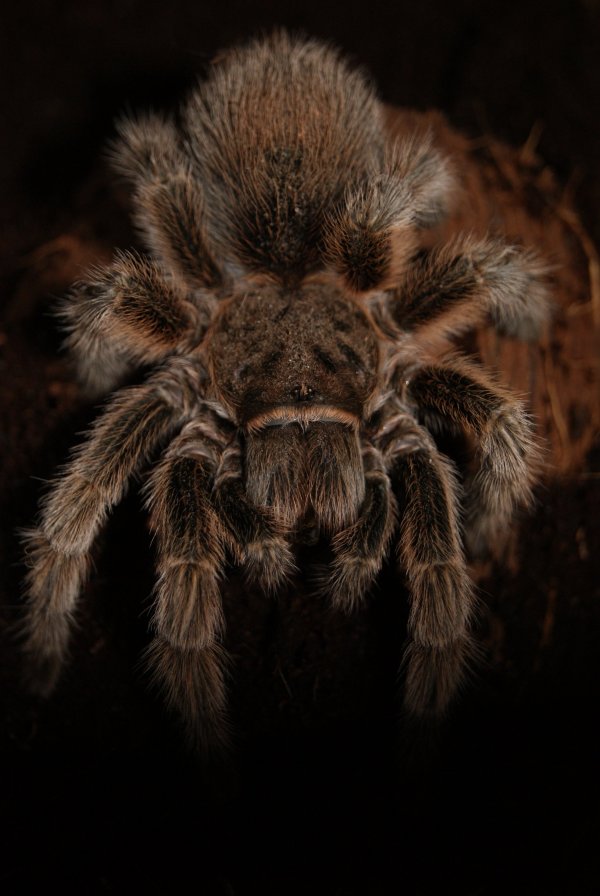 Grammostola Rosea