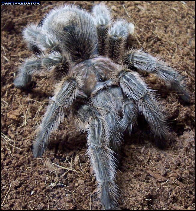 Grammostola Rosea