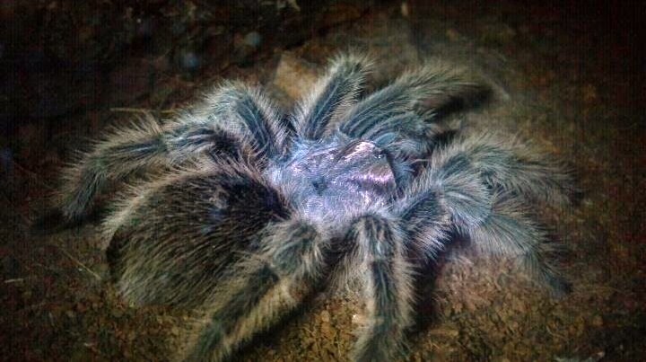 Grammostola rosea