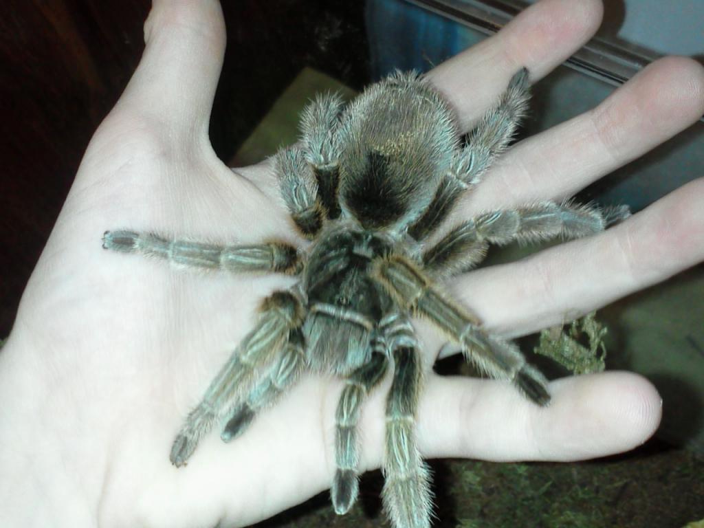 Grammostola Rosea