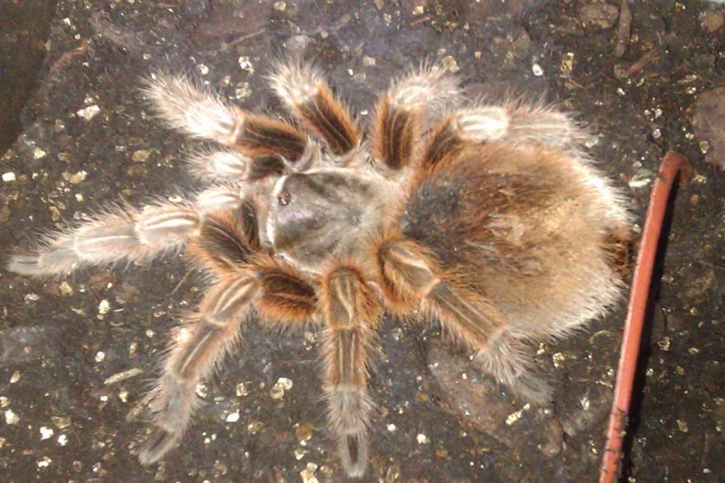 Grammostola Rosea