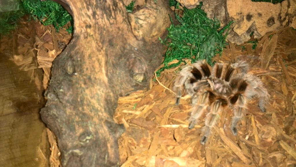 Grammostola rosea