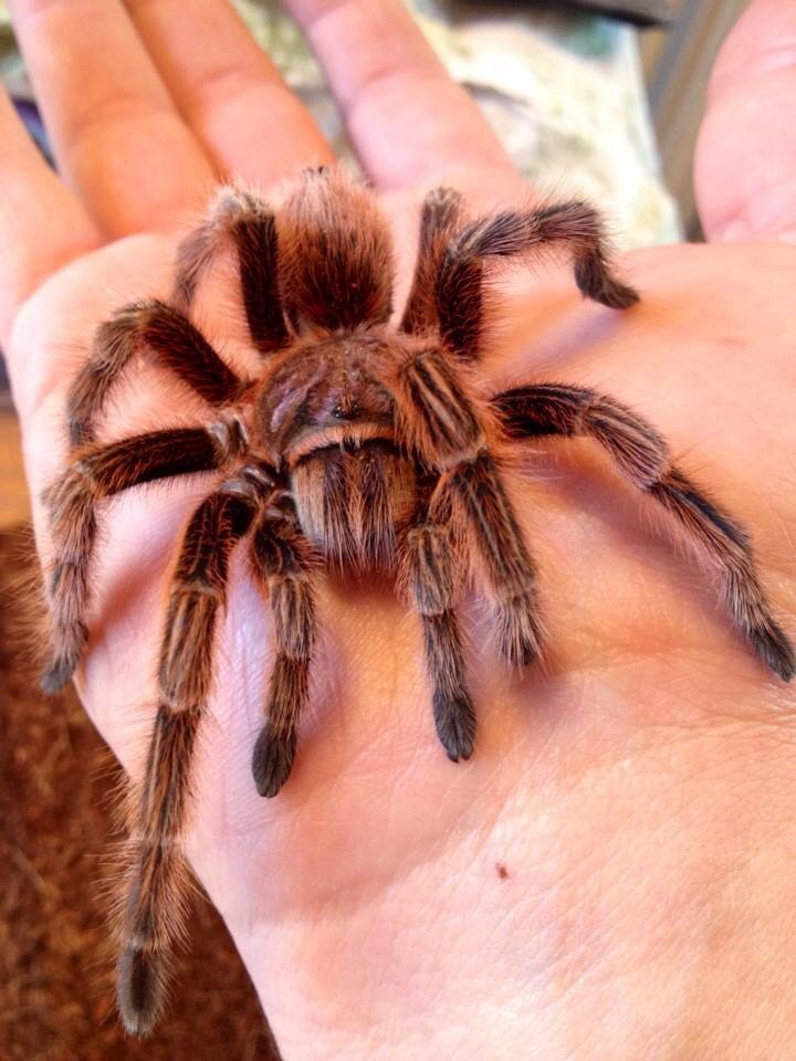 Grammostola rosea