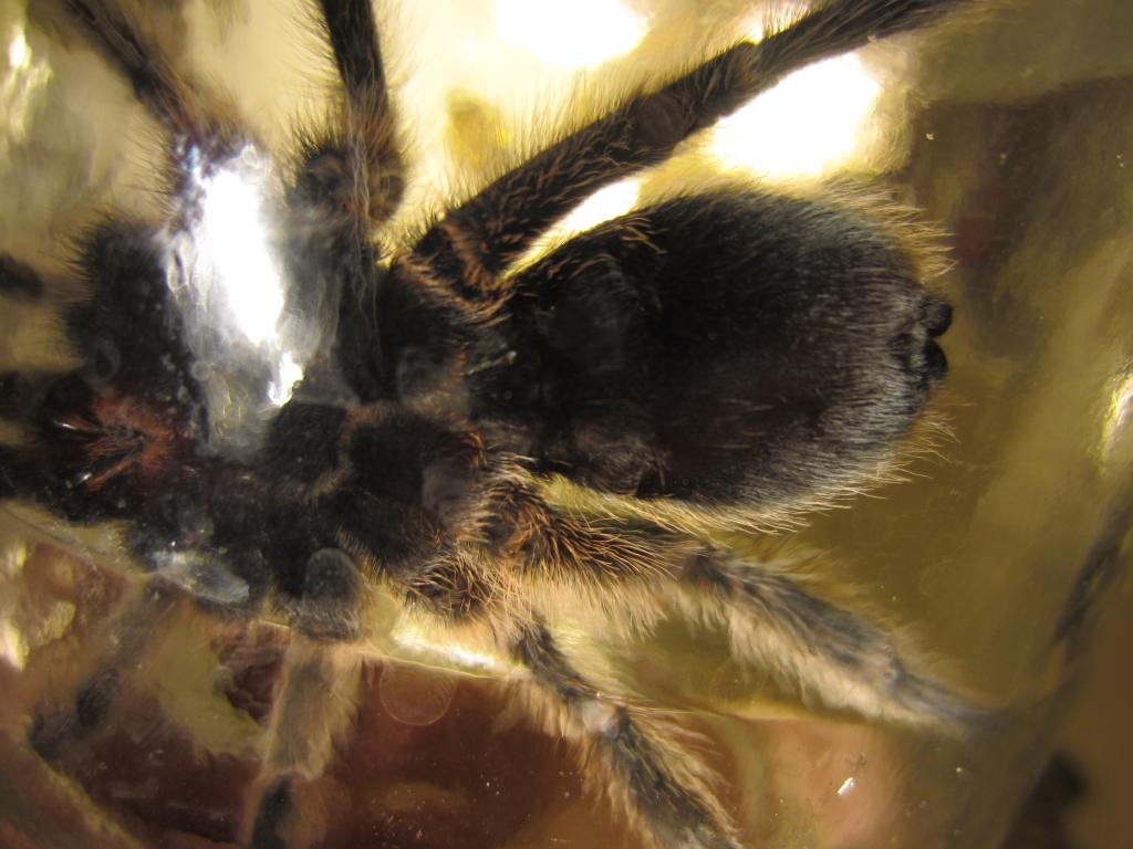 Grammostola Rosea