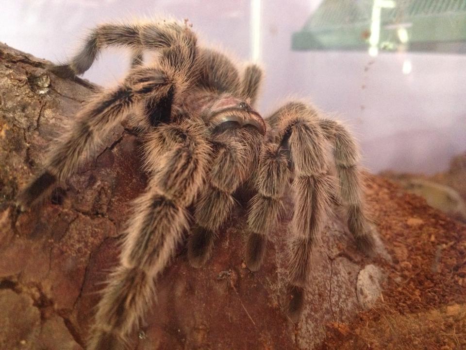 Grammostola Rosea