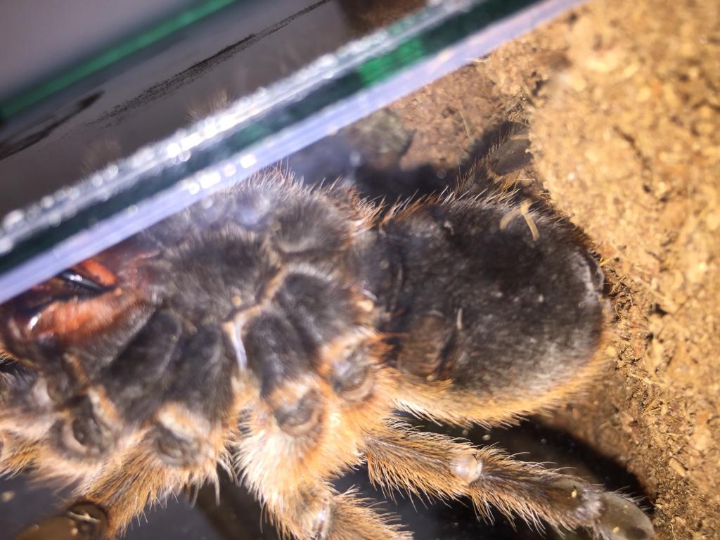 Grammostola Rosea