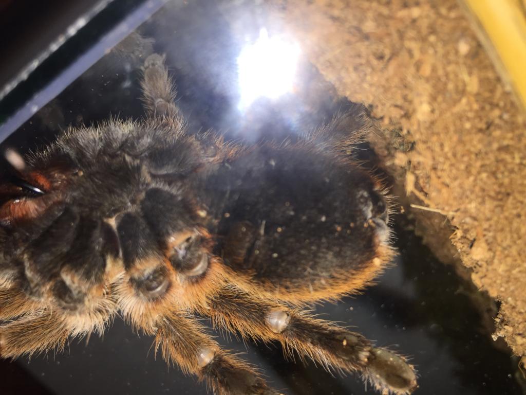 Grammostola Rosea