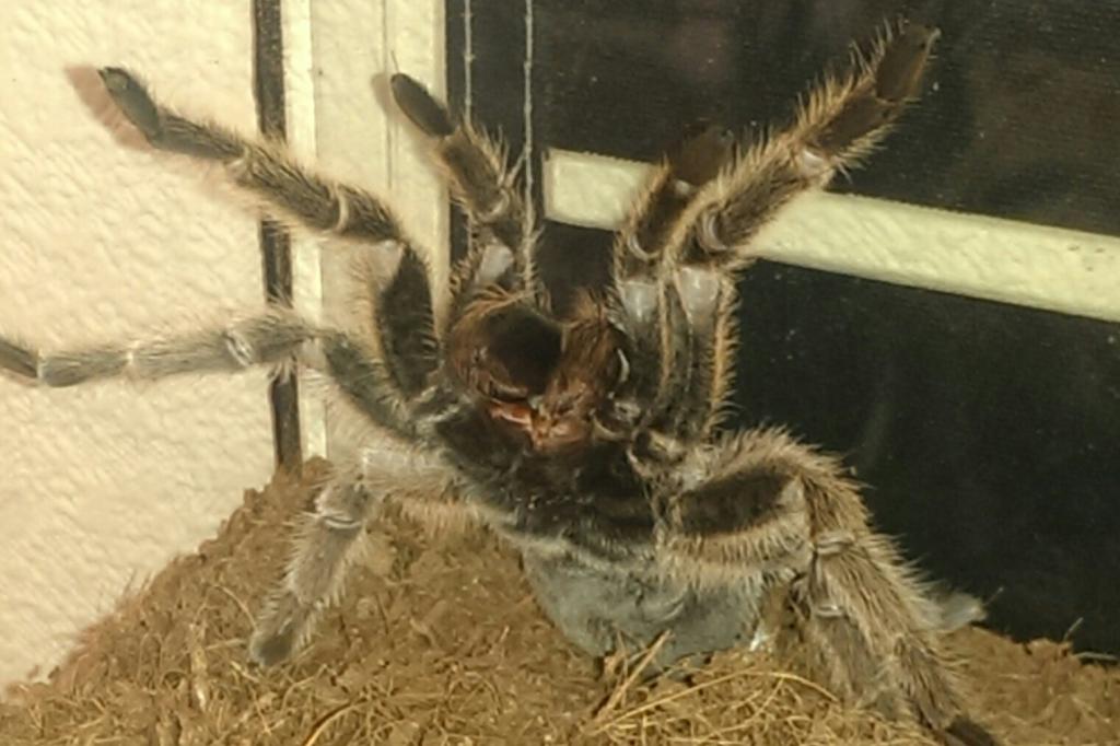 Grammostola Rosea?