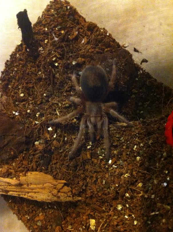 Grammostola rosea