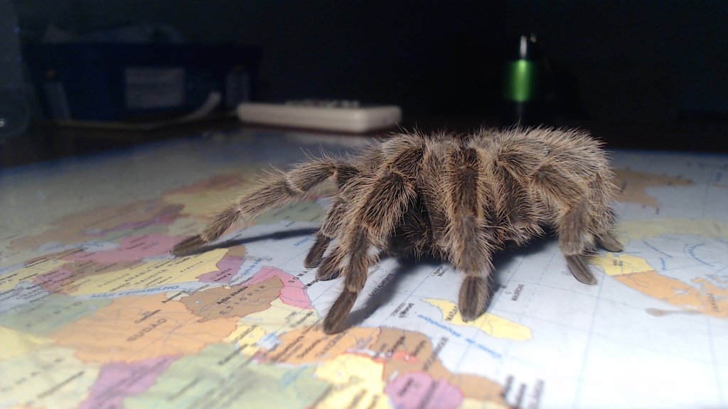 Grammostola Rosea