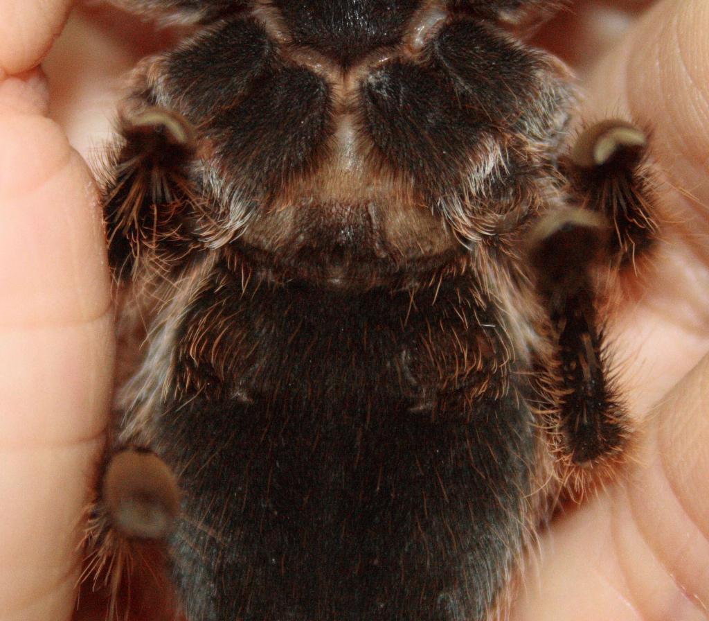 Grammostola rosea