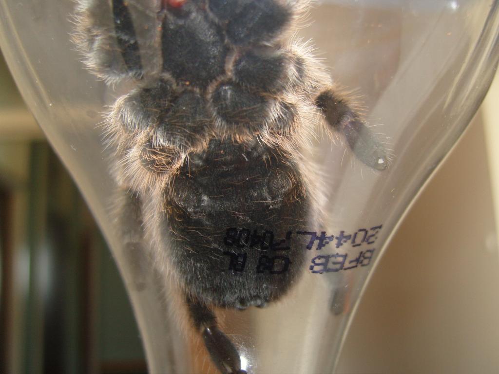 Grammostola  rosea