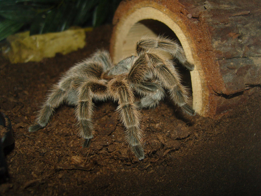 Grammostola rosea