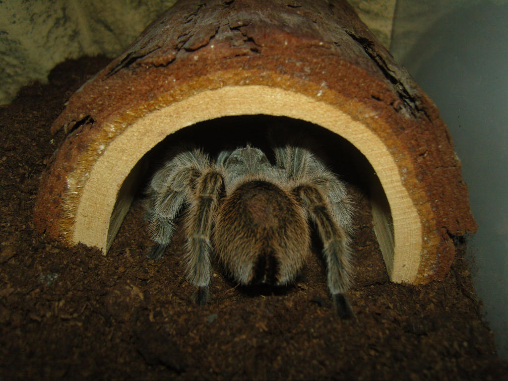 Grammostola rosea