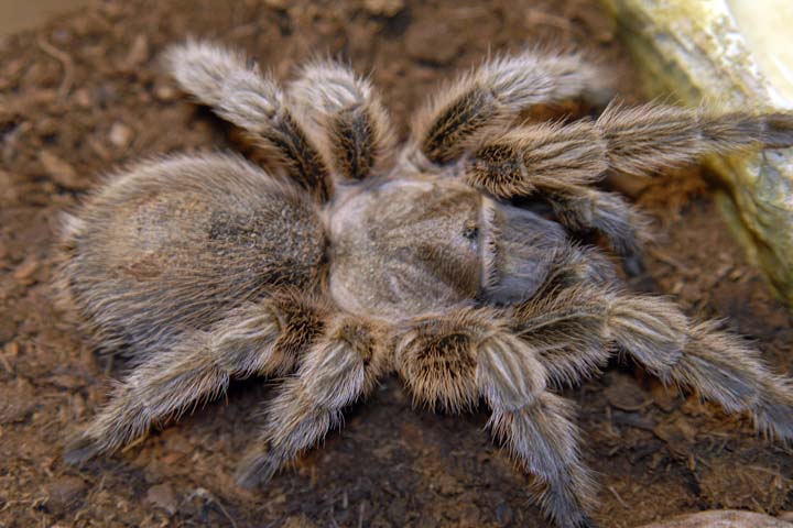 Grammostola rosea