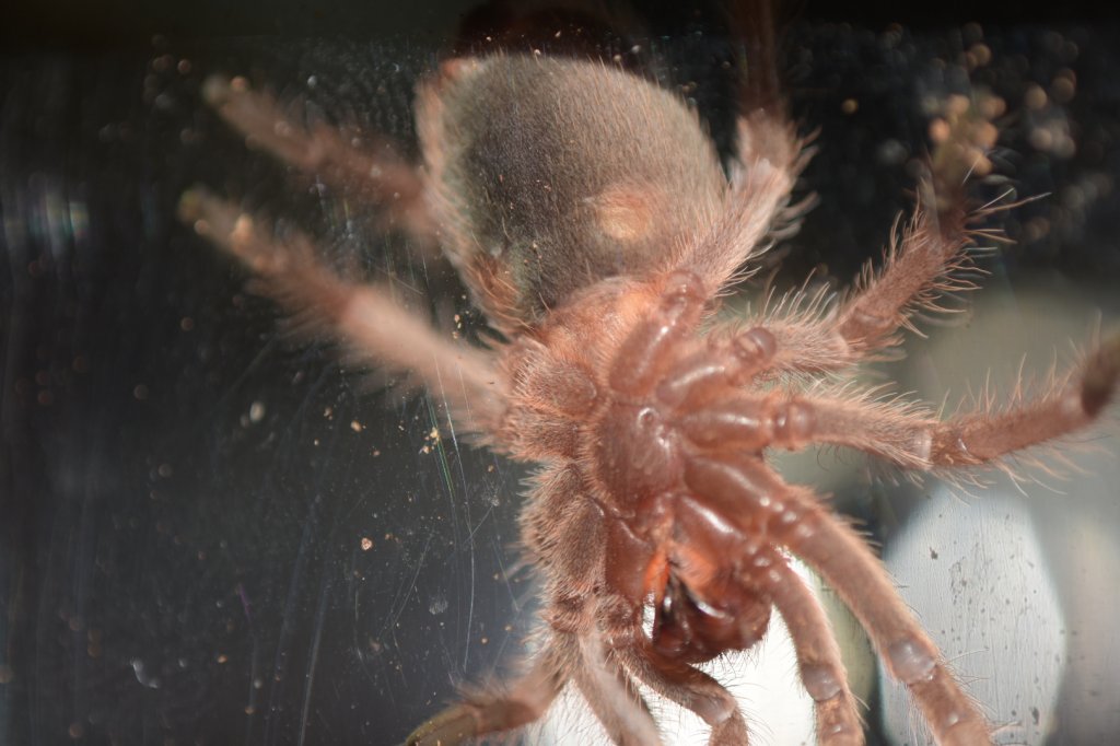 Grammostola Rosea