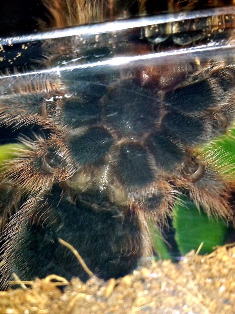 Grammostola rosea