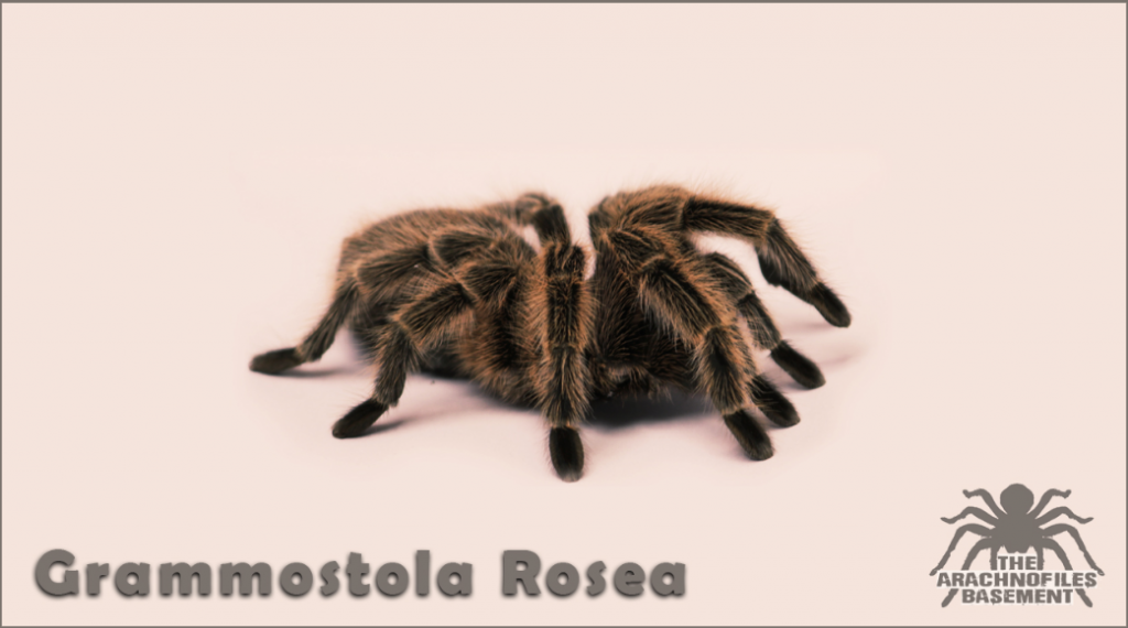 Grammostola Rosea