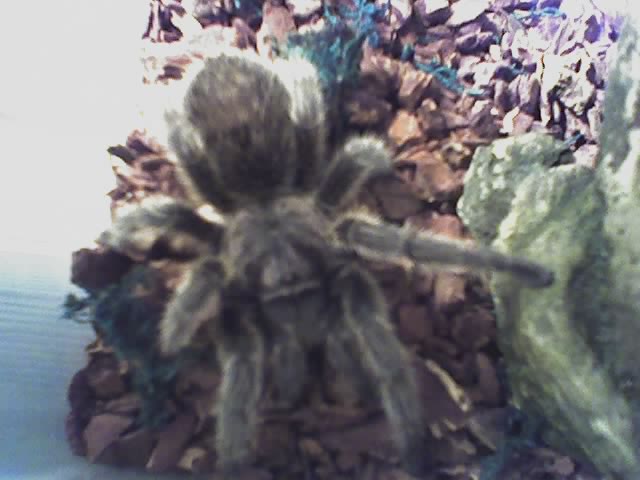 Grammostola Rosea