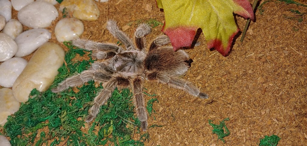 Grammostola Rosea?