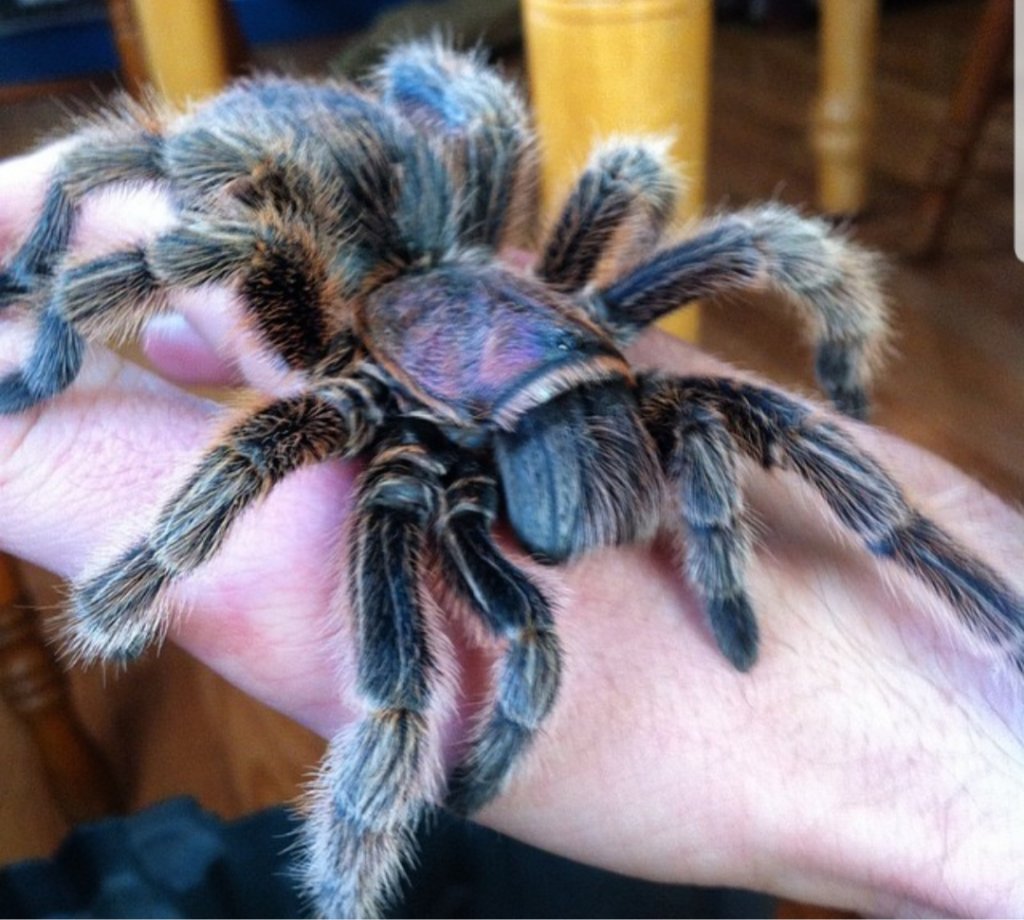 Grammostola rosea