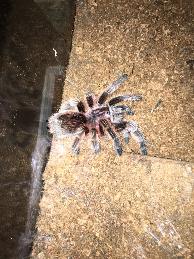 Grammostola rosea