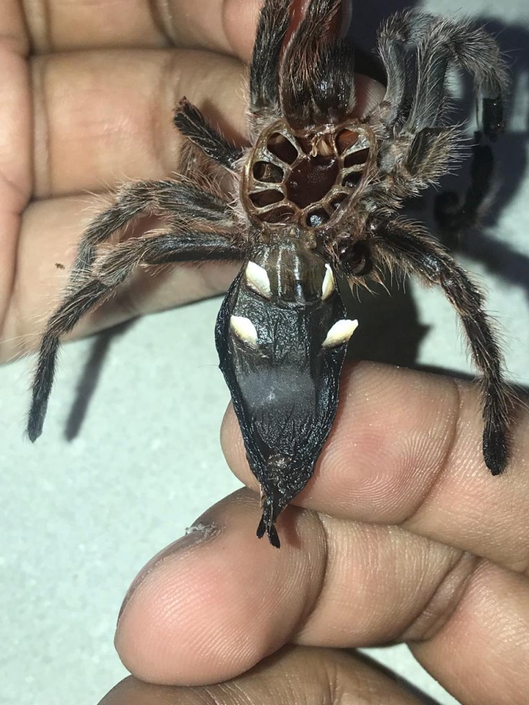 Grammostola Rosea