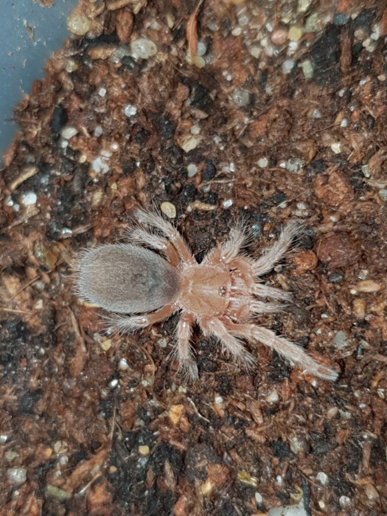 Grammostola rosea