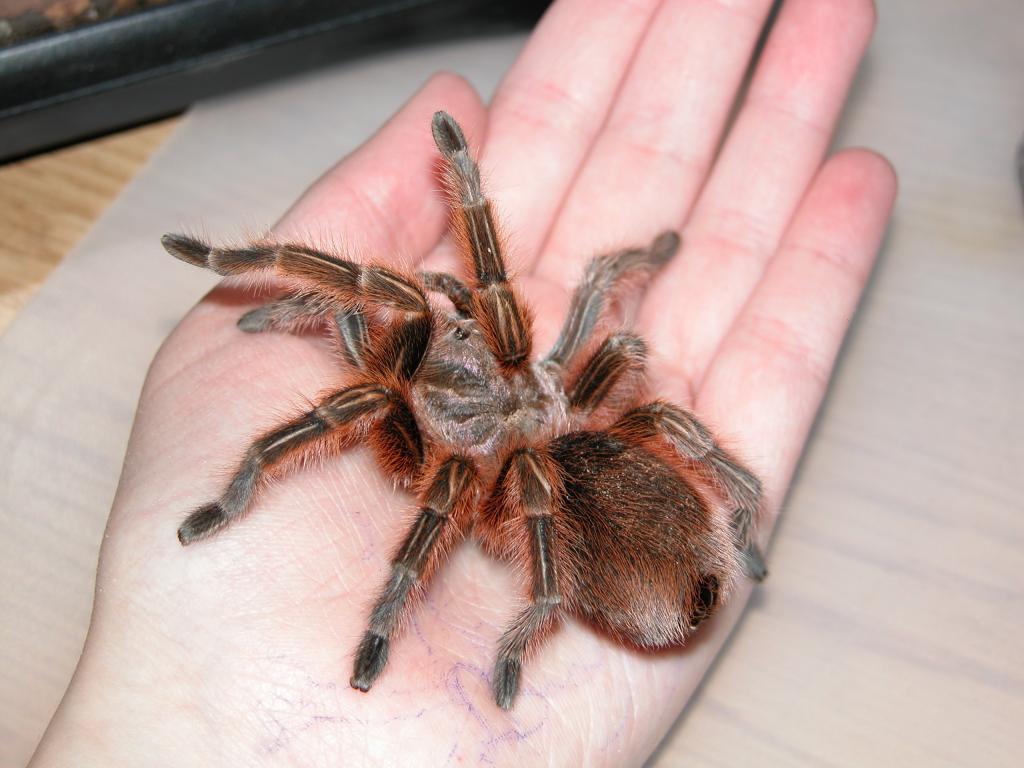 Grammostola Rosea