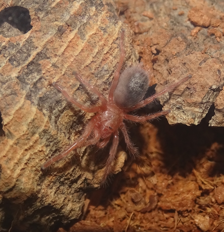 Grammostola rosea