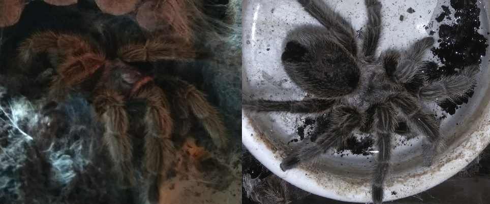 Grammostola rosea?