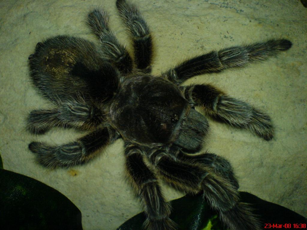 Grammostola rosea