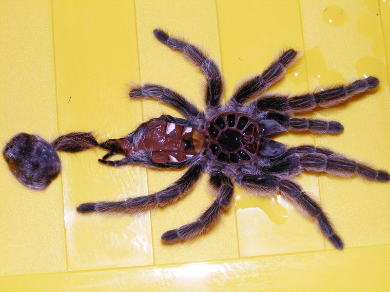 Grammostola rosea